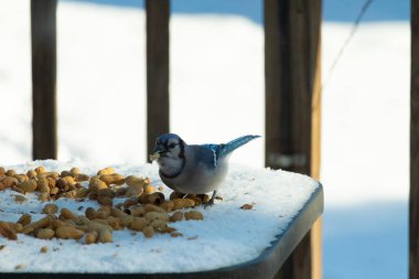 Mavi alakarga kuşunun fıstık almaya geldiği çok güzel bir sahne. Corvid 'in parlak mavi renkleri etraftaki güzel beyaz karların arasında duruyor..