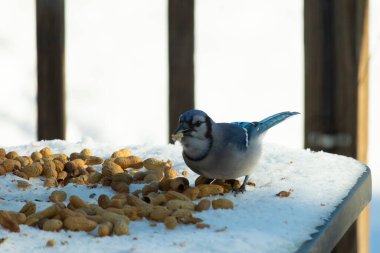 Mavi alakarga kuşunun fıstık almaya geldiği çok güzel bir sahne. Corvid 'in parlak mavi renkleri etraftaki güzel beyaz karların arasında duruyor..