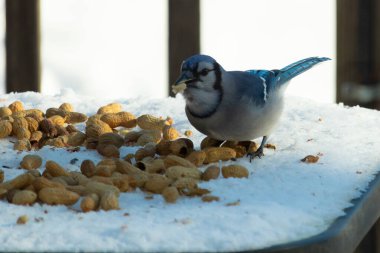 Mavi alakarga kuşunun fıstık almaya geldiği çok güzel bir sahne. Corvid 'in parlak mavi renkleri etraftaki güzel beyaz karların arasında duruyor..