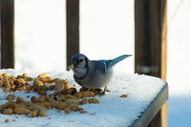 Mavi alakarga kuşunun fıstık almaya geldiği çok güzel bir sahne. Corvid 'in parlak mavi renkleri etraftaki güzel beyaz karların arasında duruyor..