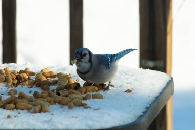 Mavi alakarga kuşunun fıstık almaya geldiği çok güzel bir sahne. Corvid 'in parlak mavi renkleri etraftaki güzel beyaz karların arasında duruyor..