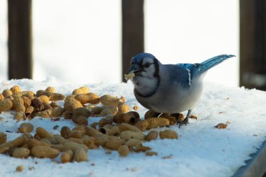 Mavi alakarga kuşunun fıstık almaya geldiği çok güzel bir sahne. Corvid 'in parlak mavi renkleri etraftaki güzel beyaz karların arasında duruyor..