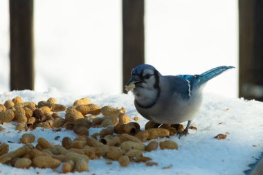 Mavi alakarga kuşunun fıstık almaya geldiği çok güzel bir sahne. Corvid 'in parlak mavi renkleri etraftaki güzel beyaz karların arasında duruyor..