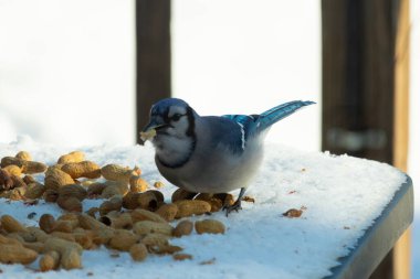 Mavi alakarga kuşunun fıstık almaya geldiği çok güzel bir sahne. Corvid 'in parlak mavi renkleri etraftaki güzel beyaz karların arasında duruyor..
