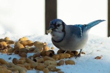 Mavi alakarga kuşunun fıstık almaya geldiği çok güzel bir sahne. Corvid 'in parlak mavi renkleri etraftaki güzel beyaz karların arasında duruyor..