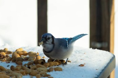 Mavi alakarga kuşunun fıstık almaya geldiği çok güzel bir sahne. Corvid 'in parlak mavi renkleri etraftaki güzel beyaz karların arasında duruyor..