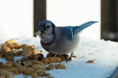 Mavi alakarga kuşunun fıstık almaya geldiği çok güzel bir sahne. Corvid 'in parlak mavi renkleri etraftaki güzel beyaz karların arasında duruyor..