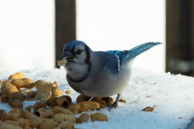 Mavi alakarga kuşunun fıstık almaya geldiği çok güzel bir sahne. Corvid 'in parlak mavi renkleri etraftaki güzel beyaz karların arasında duruyor..