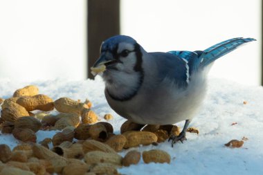 Mavi alakarga kuşunun fıstık almaya geldiği çok güzel bir sahne. Corvid 'in parlak mavi renkleri etraftaki güzel beyaz karların arasında duruyor..