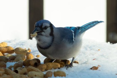 Mavi alakarga kuşunun fıstık almaya geldiği çok güzel bir sahne. Corvid 'in parlak mavi renkleri etraftaki güzel beyaz karların arasında duruyor..