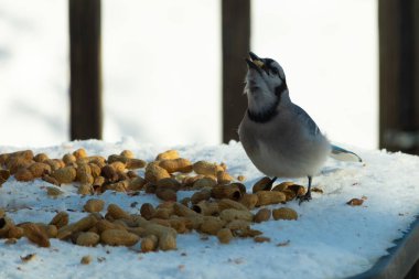 Bu güzel mavi alakarga kuşu cam sehpaya fıstık almaya geldi. Bu korvid siyah, mavi ve beyaz tüyleriyle çok güzel. Etrafı yiyeceklerle çevrili. Beyaz karlı bir arka plan var.