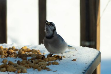 Bu güzel mavi alakarga kuşu cam sehpaya fıstık almaya geldi. Bu korvid siyah, mavi ve beyaz tüyleriyle çok güzel. Etrafı yiyeceklerle çevrili. Beyaz karlı bir arka plan var.