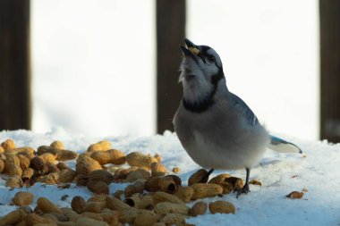 Bu güzel mavi alakarga kuşu cam sehpaya fıstık almaya geldi. Bu korvid siyah, mavi ve beyaz tüyleriyle çok güzel. Etrafı yiyeceklerle çevrili. Beyaz karlı bir arka plan var.