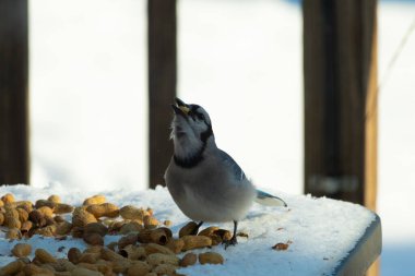 Bu güzel mavi alakarga kuşu cam sehpaya fıstık almaya geldi. Bu korvid siyah, mavi ve beyaz tüyleriyle çok güzel. Etrafı yiyeceklerle çevrili. Beyaz karlı bir arka plan var.