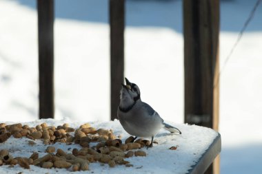 Bu güzel mavi alakarga kuşu cam sehpaya fıstık almaya geldi. Bu korvid siyah, mavi ve beyaz tüyleriyle çok güzel. Etrafı yiyeceklerle çevrili. Beyaz karlı bir arka plan var.