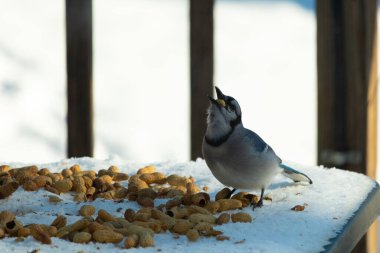 Bu güzel mavi alakarga kuşu cam sehpaya fıstık almaya geldi. Bu korvid siyah, mavi ve beyaz tüyleriyle çok güzel. Etrafı yiyeceklerle çevrili. Beyaz karlı bir arka plan var.