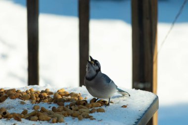 Bu güzel mavi alakarga kuşu cam sehpaya fıstık almaya geldi. Bu korvid siyah, mavi ve beyaz tüyleriyle çok güzel. Etrafı yiyeceklerle çevrili. Beyaz karlı bir arka plan var.
