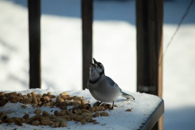Bu güzel mavi alakarga kuşu cam sehpaya fıstık almaya geldi. Bu korvid siyah, mavi ve beyaz tüyleriyle çok güzel. Etrafı yiyeceklerle çevrili. Beyaz karlı bir arka plan var.