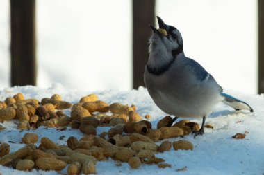 Bu güzel mavi alakarga kuşu cam sehpaya fıstık almaya geldi. Bu korvid siyah, mavi ve beyaz tüyleriyle çok güzel. Etrafı yiyeceklerle çevrili. Beyaz karlı bir arka plan var.