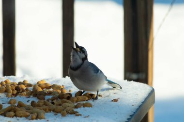 Bu güzel mavi alakarga kuşu cam sehpaya fıstık almaya geldi. Bu korvid siyah, mavi ve beyaz tüyleriyle çok güzel. Etrafı yiyeceklerle çevrili. Beyaz karlı bir arka plan var.