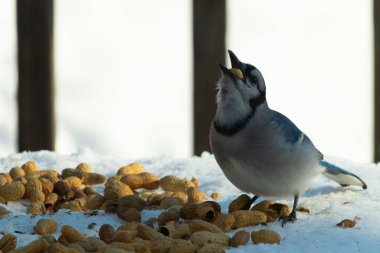 Bu güzel mavi alakarga kuşu cam sehpaya fıstık almaya geldi. Bu korvid siyah, mavi ve beyaz tüyleriyle çok güzel. Etrafı yiyeceklerle çevrili. Beyaz karlı bir arka plan var.