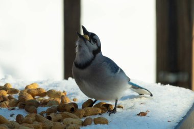 Bu güzel mavi alakarga kuşu cam sehpaya fıstık almaya geldi. Bu korvid siyah, mavi ve beyaz tüyleriyle çok güzel. Etrafı yiyeceklerle çevrili. Beyaz karlı bir arka plan var.