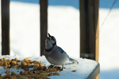 Bu güzel mavi alakarga kuşu cam sehpaya fıstık almaya geldi. Bu korvid siyah, mavi ve beyaz tüyleriyle çok güzel. Etrafı yiyeceklerle çevrili. Beyaz karlı bir arka plan var.