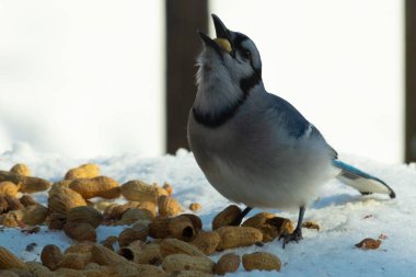 Bu güzel mavi alakarga kuşu cam sehpaya fıstık almaya geldi. Bu korvid siyah, mavi ve beyaz tüyleriyle çok güzel. Etrafı yiyeceklerle çevrili. Beyaz karlı bir arka plan var.