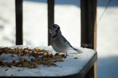 Bu güzel mavi alakarga kuşu cam sehpaya fıstık almaya geldi. Bu korvid siyah, mavi ve beyaz tüyleriyle çok güzel. Etrafı yiyeceklerle çevrili. Beyaz karlı bir arka plan var.