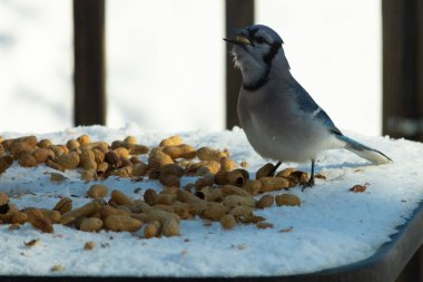 Bu güzel mavi alakarga kuşu cam sehpaya fıstık almaya geldi. Bu korvid siyah, mavi ve beyaz tüyleriyle çok güzel. Etrafı yiyeceklerle çevrili. Beyaz karlı bir arka plan var.