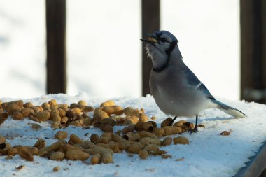 Bu güzel mavi alakarga kuşu cam sehpaya fıstık almaya geldi. Bu korvid siyah, mavi ve beyaz tüyleriyle çok güzel. Etrafı yiyeceklerle çevrili. Beyaz karlı bir arka plan var.
