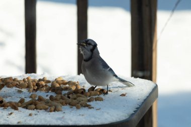 Bu güzel mavi alakarga kuşu cam sehpaya fıstık almaya geldi. Bu korvid siyah, mavi ve beyaz tüyleriyle çok güzel. Etrafı yiyeceklerle çevrili. Beyaz karlı bir arka plan var.