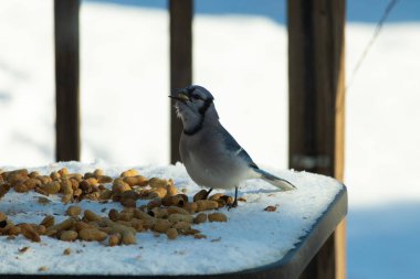 Bu güzel mavi alakarga kuşu cam sehpaya fıstık almaya geldi. Bu korvid siyah, mavi ve beyaz tüyleriyle çok güzel. Etrafı yiyeceklerle çevrili. Beyaz karlı bir arka plan var.