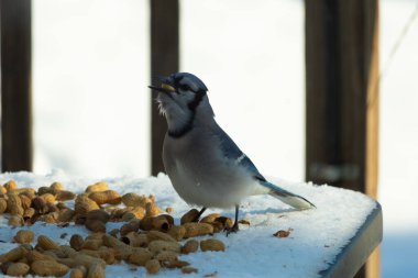 Bu güzel mavi alakarga kuşu cam sehpaya fıstık almaya geldi. Bu korvid siyah, mavi ve beyaz tüyleriyle çok güzel. Etrafı yiyeceklerle çevrili. Beyaz karlı bir arka plan var.