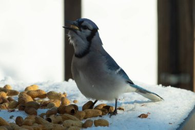 Bu güzel mavi alakarga kuşu cam sehpaya fıstık almaya geldi. Bu korvid siyah, mavi ve beyaz tüyleriyle çok güzel. Etrafı yiyeceklerle çevrili. Beyaz karlı bir arka plan var.