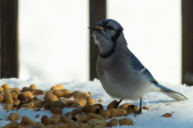 Bu güzel mavi alakarga kuşu cam sehpaya fıstık almaya geldi. Bu korvid siyah, mavi ve beyaz tüyleriyle çok güzel. Etrafı yiyeceklerle çevrili. Beyaz karlı bir arka plan var.