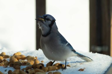 Bu güzel mavi alakarga kuşu cam sehpaya fıstık almaya geldi. Bu korvid siyah, mavi ve beyaz tüyleriyle çok güzel. Etrafı yiyeceklerle çevrili. Beyaz karlı bir arka plan var.