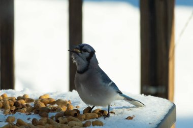 Bu güzel mavi alakarga kuşu cam sehpaya fıstık almaya geldi. Bu korvid siyah, mavi ve beyaz tüyleriyle çok güzel. Etrafı yiyeceklerle çevrili. Beyaz karlı bir arka plan var.