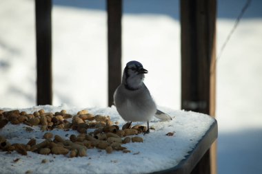 Bu güzel mavi alakarga kuşu cam sehpaya fıstık almaya geldi. Bu korvid siyah, mavi ve beyaz tüyleriyle çok güzel. Etrafı yiyeceklerle çevrili. Beyaz karlı bir arka plan var.
