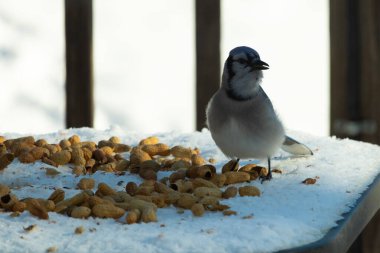 Bu güzel mavi alakarga kuşu cam sehpaya fıstık almaya geldi. Bu korvid siyah, mavi ve beyaz tüyleriyle çok güzel. Etrafı yiyeceklerle çevrili. Beyaz karlı bir arka plan var.