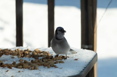 Bu güzel mavi alakarga kuşu cam sehpaya fıstık almaya geldi. Bu korvid siyah, mavi ve beyaz tüyleriyle çok güzel. Etrafı yiyeceklerle çevrili. Beyaz karlı bir arka plan var.