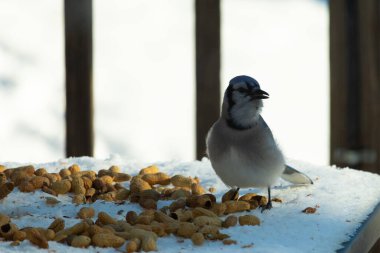 Bu güzel mavi alakarga kuşu cam sehpaya fıstık almaya geldi. Bu korvid siyah, mavi ve beyaz tüyleriyle çok güzel. Etrafı yiyeceklerle çevrili. Beyaz karlı bir arka plan var.