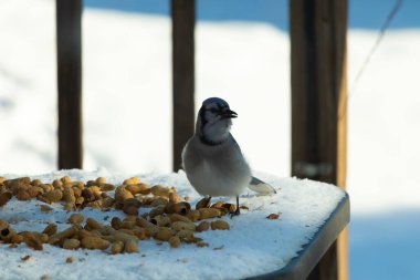 Bu güzel mavi alakarga kuşu cam sehpaya fıstık almaya geldi. Bu korvid siyah, mavi ve beyaz tüyleriyle çok güzel. Etrafı yiyeceklerle çevrili. Beyaz karlı bir arka plan var.