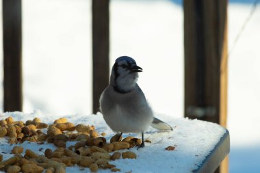 Bu güzel mavi alakarga kuşu cam sehpaya fıstık almaya geldi. Bu korvid siyah, mavi ve beyaz tüyleriyle çok güzel. Etrafı yiyeceklerle çevrili. Beyaz karlı bir arka plan var.