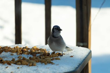 Bu güzel mavi alakarga kuşu cam sehpaya fıstık almaya geldi. Bu korvid siyah, mavi ve beyaz tüyleriyle çok güzel. Etrafı yiyeceklerle çevrili. Beyaz karlı bir arka plan var.