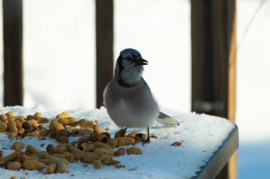 Bu güzel mavi alakarga kuşu cam sehpaya fıstık almaya geldi. Bu korvid siyah, mavi ve beyaz tüyleriyle çok güzel. Etrafı yiyeceklerle çevrili. Beyaz karlı bir arka plan var.