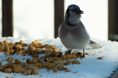 Bu güzel mavi alakarga kuşu cam sehpaya fıstık almaya geldi. Bu korvid siyah, mavi ve beyaz tüyleriyle çok güzel. Etrafı yiyeceklerle çevrili. Beyaz karlı bir arka plan var.