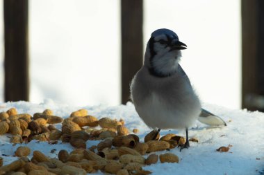 Bu güzel mavi alakarga kuşu cam sehpaya fıstık almaya geldi. Bu korvid siyah, mavi ve beyaz tüyleriyle çok güzel. Etrafı yiyeceklerle çevrili. Beyaz karlı bir arka plan var.