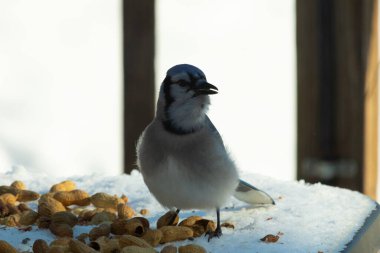 Bu güzel mavi alakarga kuşu cam sehpaya fıstık almaya geldi. Bu korvid siyah, mavi ve beyaz tüyleriyle çok güzel. Etrafı yiyeceklerle çevrili. Beyaz karlı bir arka plan var.