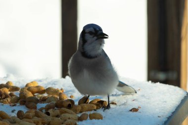 Bu güzel mavi alakarga kuşu cam sehpaya fıstık almaya geldi. Bu korvid siyah, mavi ve beyaz tüyleriyle çok güzel. Etrafı yiyeceklerle çevrili. Beyaz karlı bir arka plan var.
